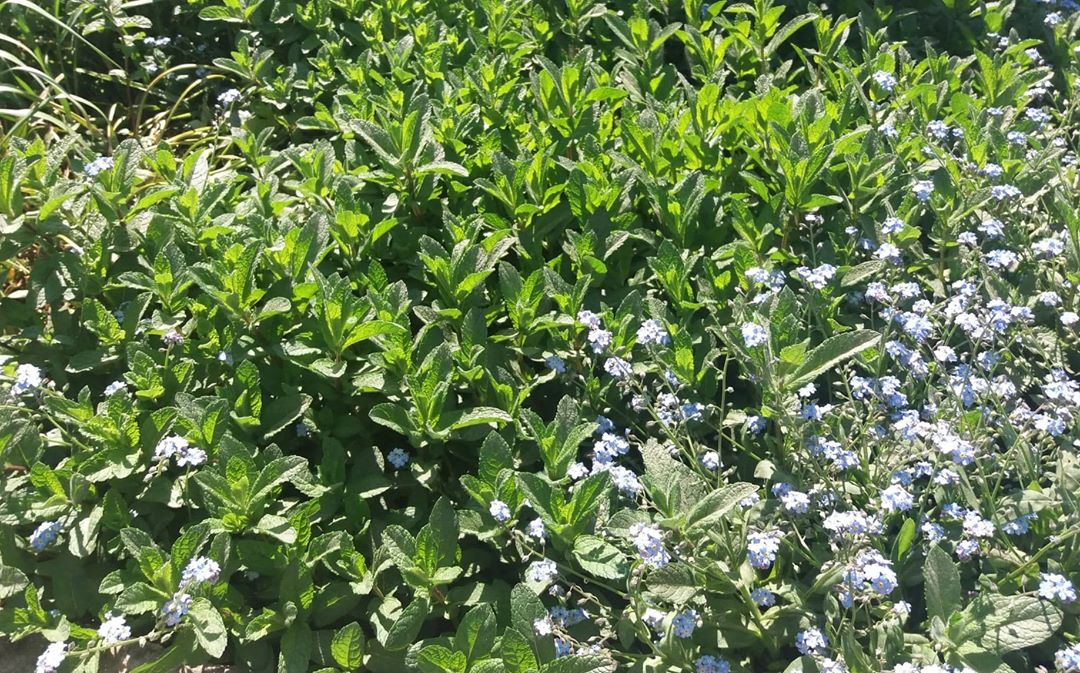 Annexe Menthe invasive.jpg