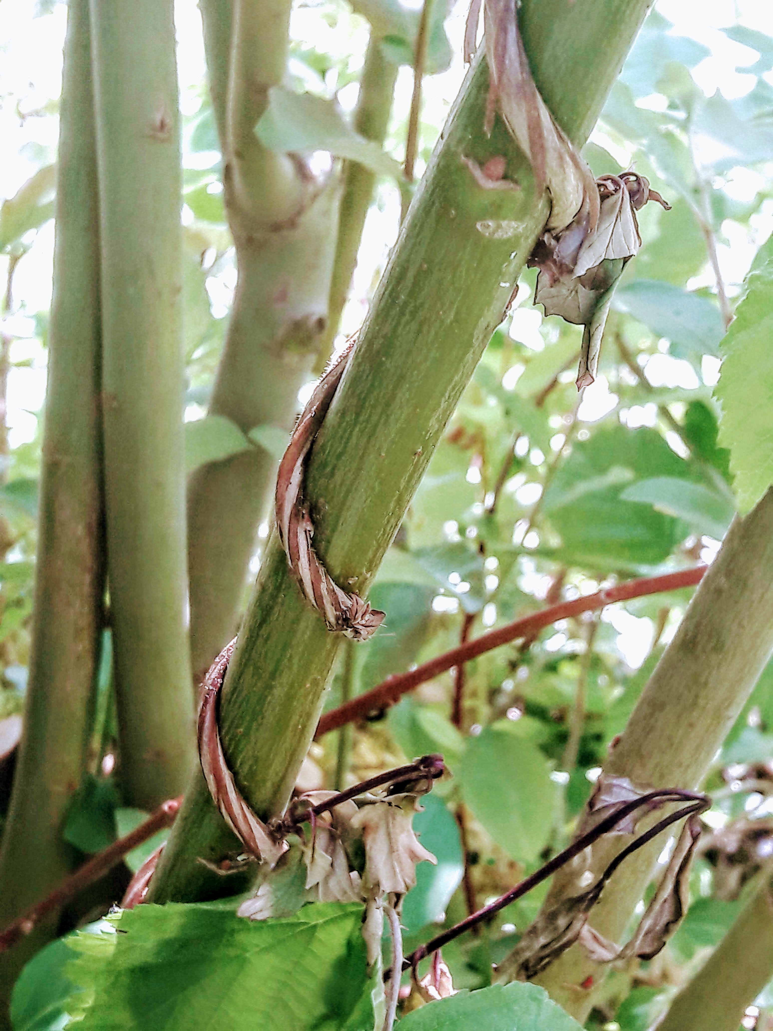 Annexe 20200423_123445.jpg