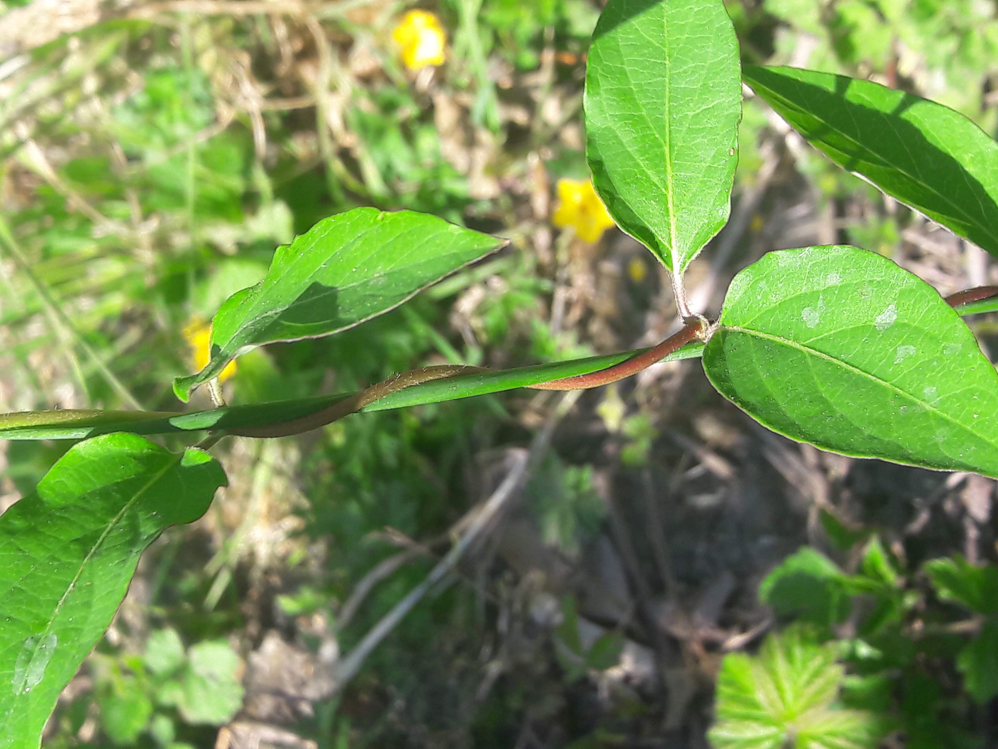 Annexe 20200423_123639.jpg