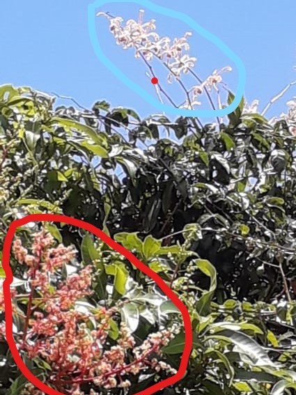 Annexe Fleurs manguier _LI (2).jpg