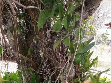 Annexe Racines orchidées dans manguier.jpg