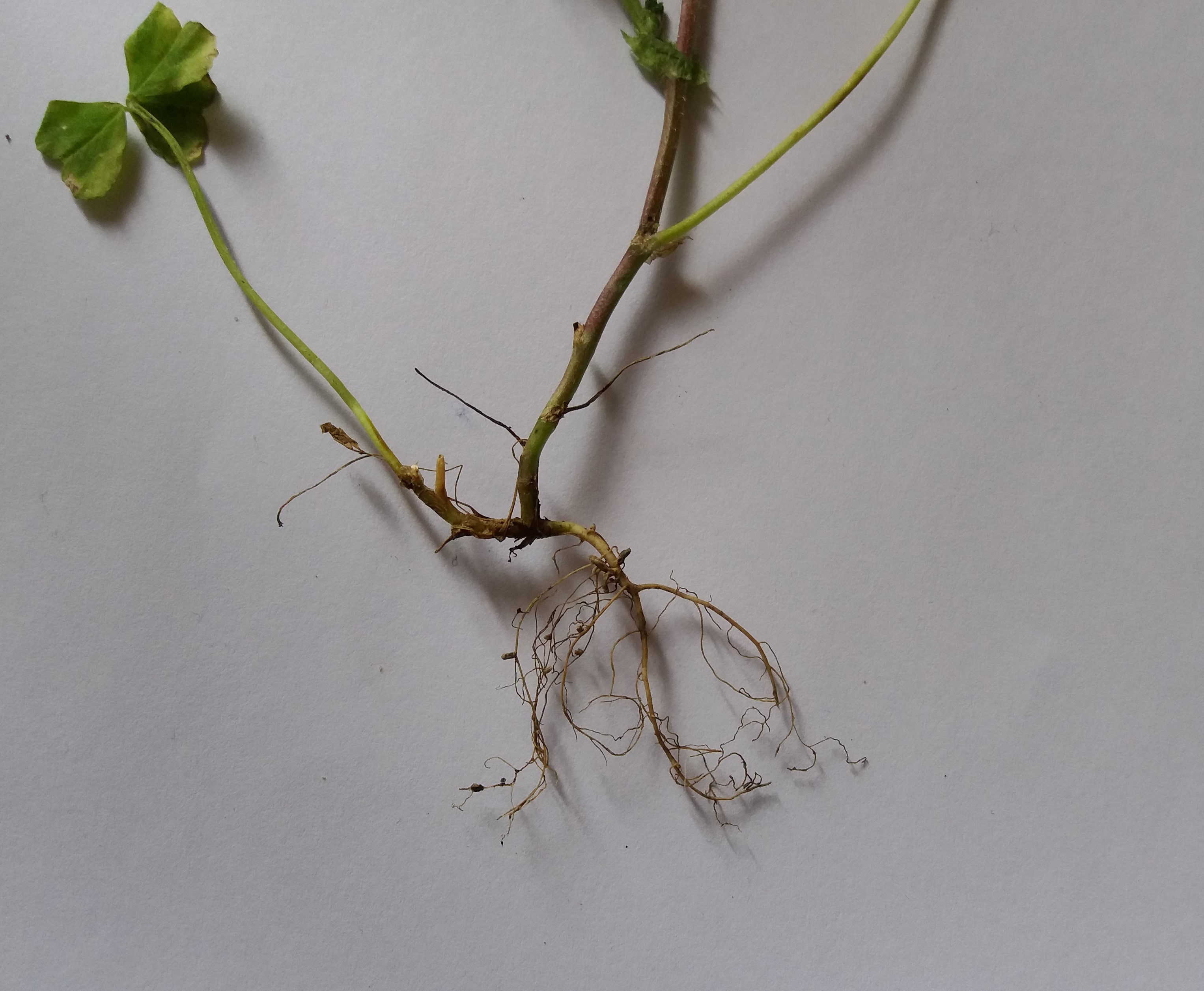 Annexe 20200423_171458 (2)-min.jpg