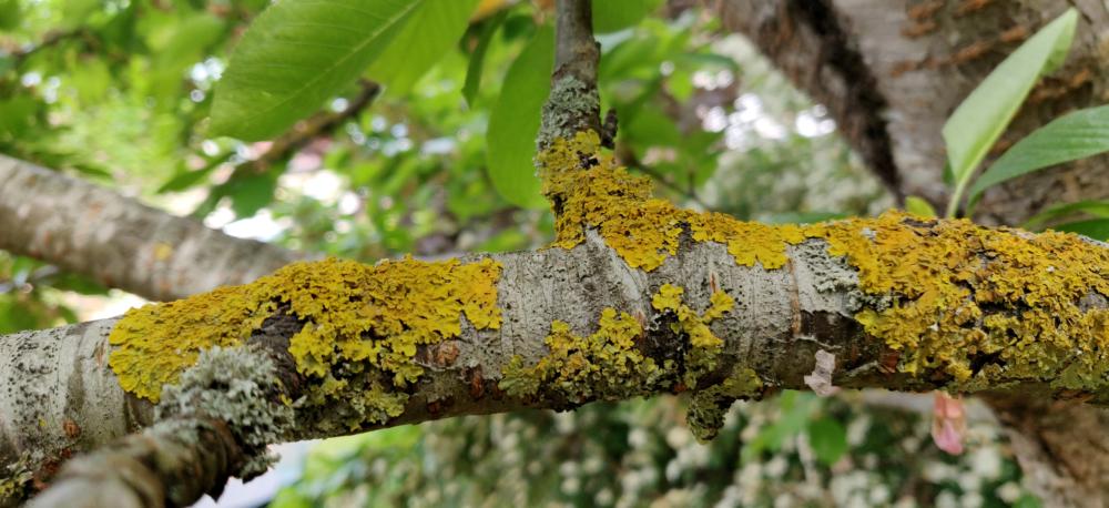 Annexe Mousse sur cerisier A.jpg