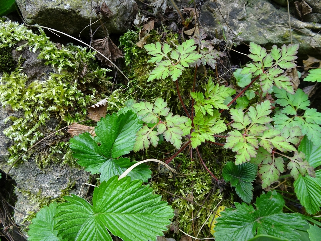 Annexe Favorisation-JLP.jpg