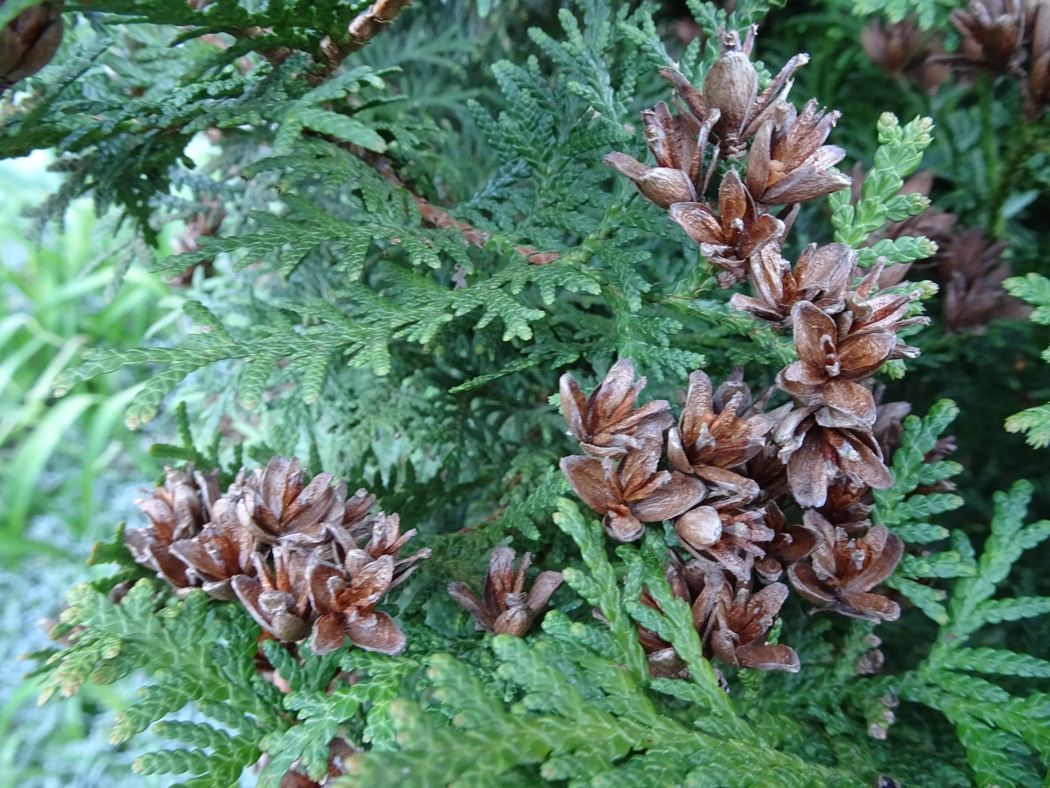 Annexe 1-Thuya-JLP.JPG