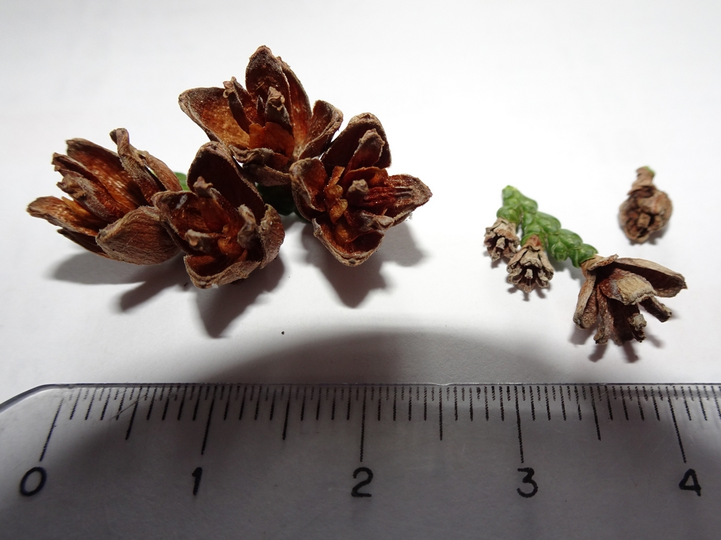 Annexe 2-Thuya-JLP.JPG