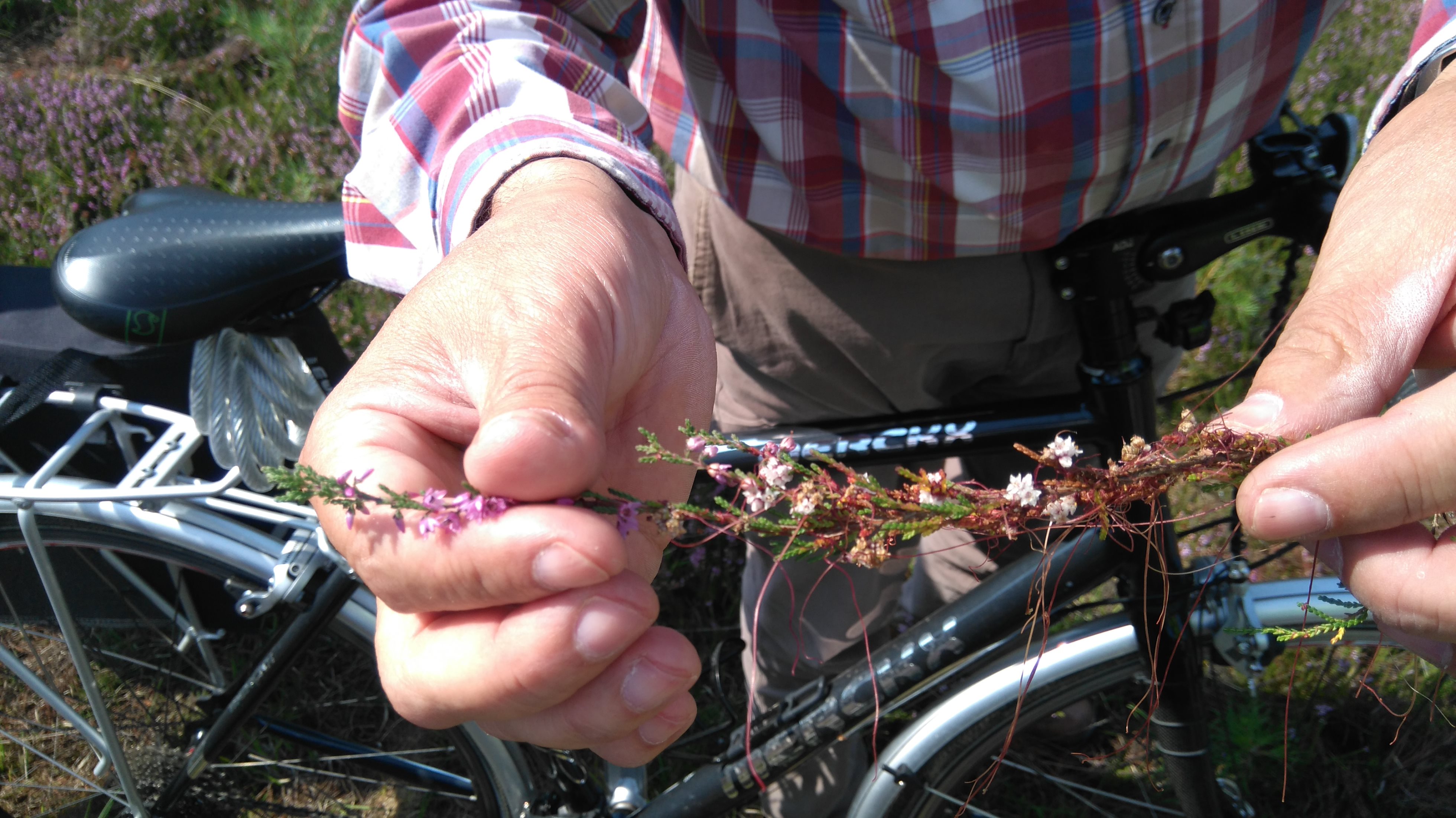 Annexe Cuscute vue lors dune sortie organisée par LIKONA.jpg