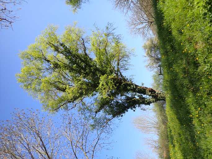 Annexe Arbre gainé de lierre.JPG