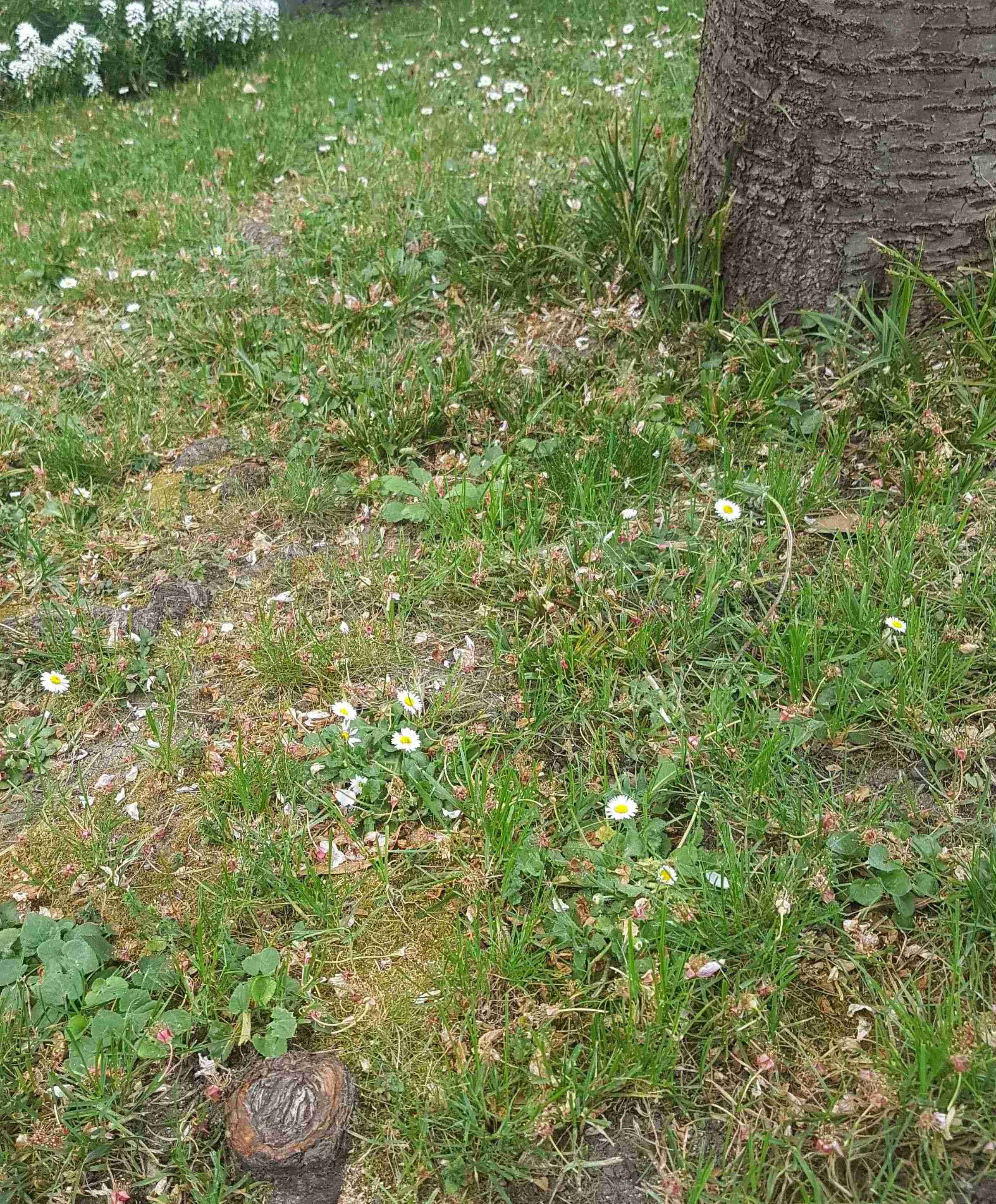 Annexe Cerisier et ses racines.jpg