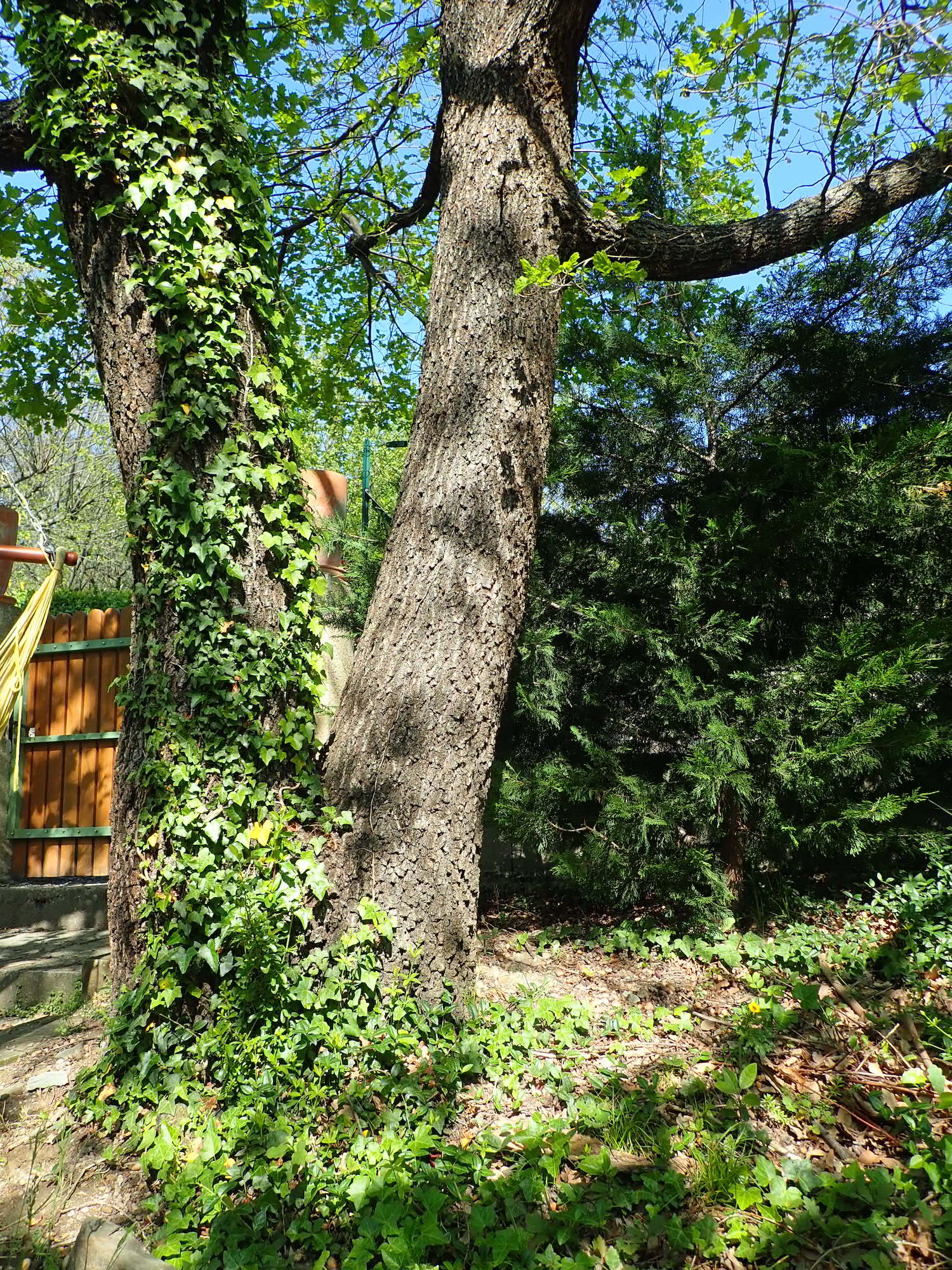 Annexe P4250272 - copie.jpg