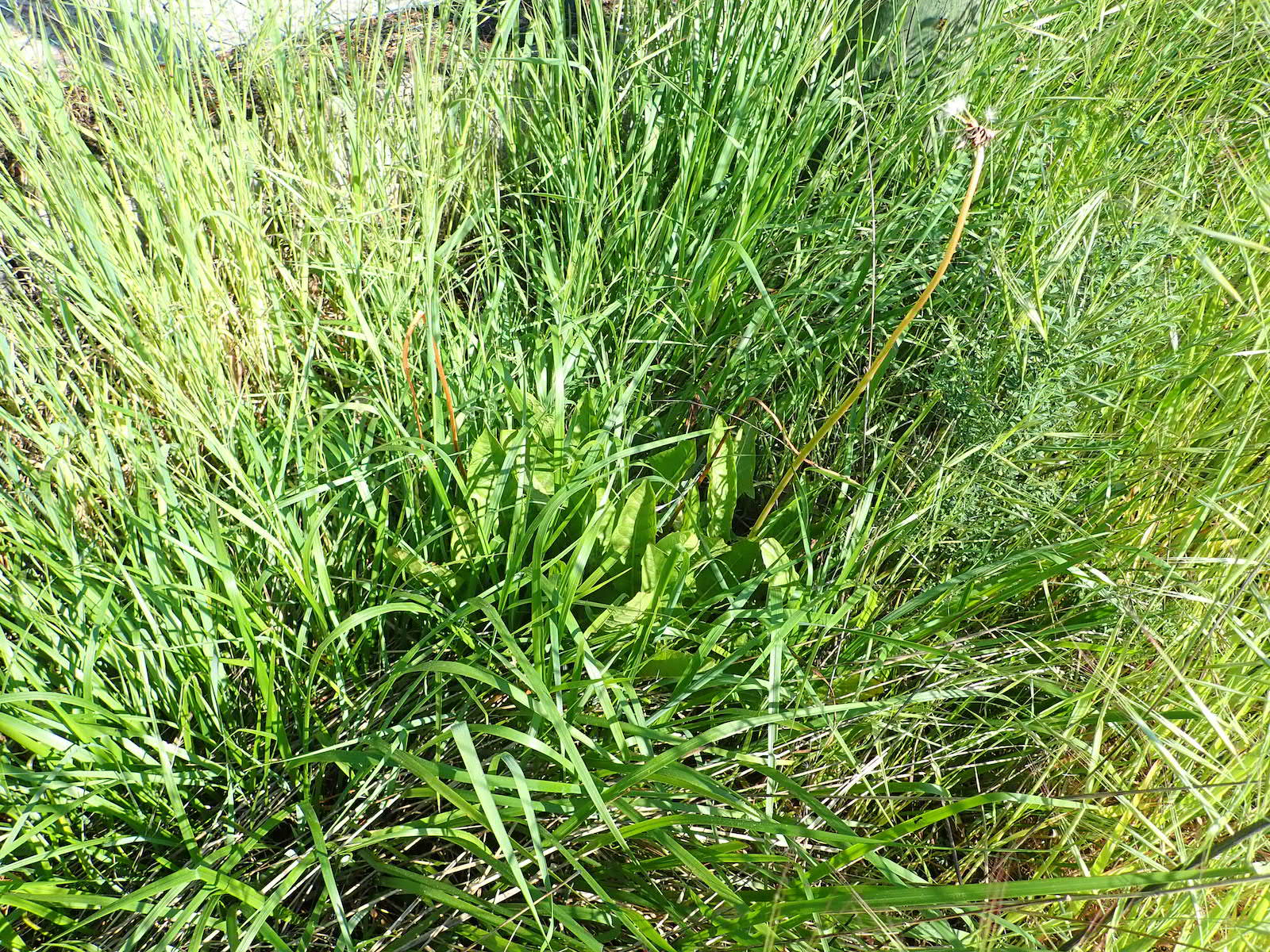 Annexe P4250273 - copie.jpg