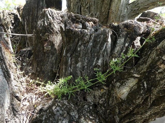 Annexe P1100294a.JPG