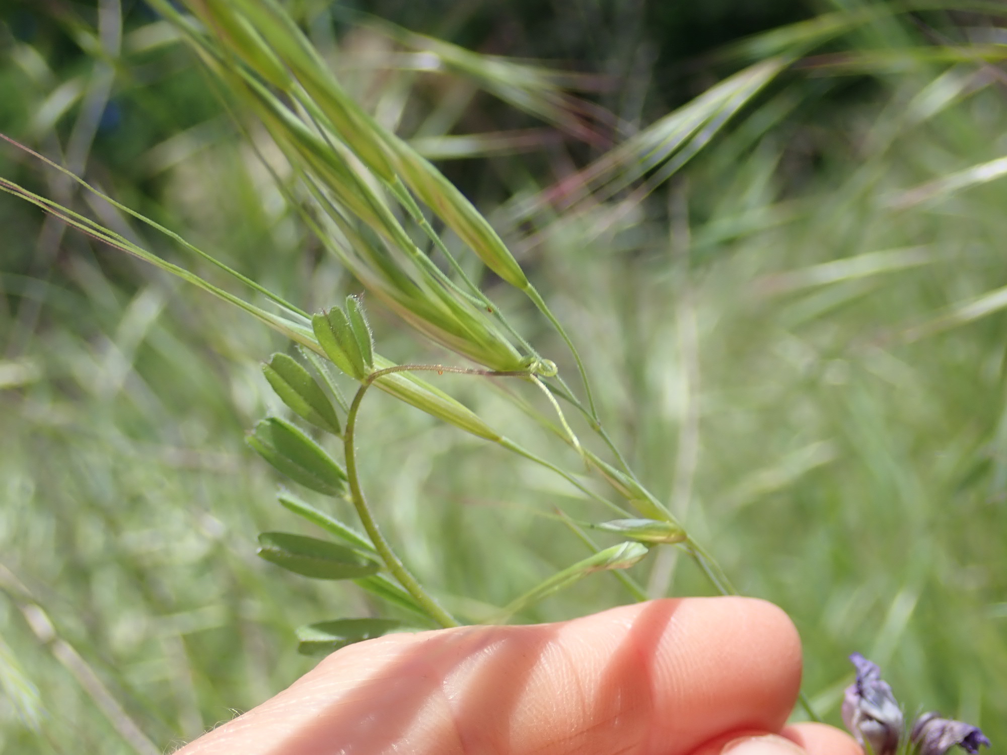 Annexe P4250278 - copie.jpg