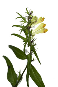 Annexe Melampyre_pres_inflorescence_1.jpg