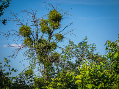 Annexe gui arbre.jpg