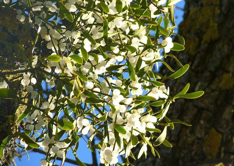 Annexe ob_2cfc07_71430485.jpg