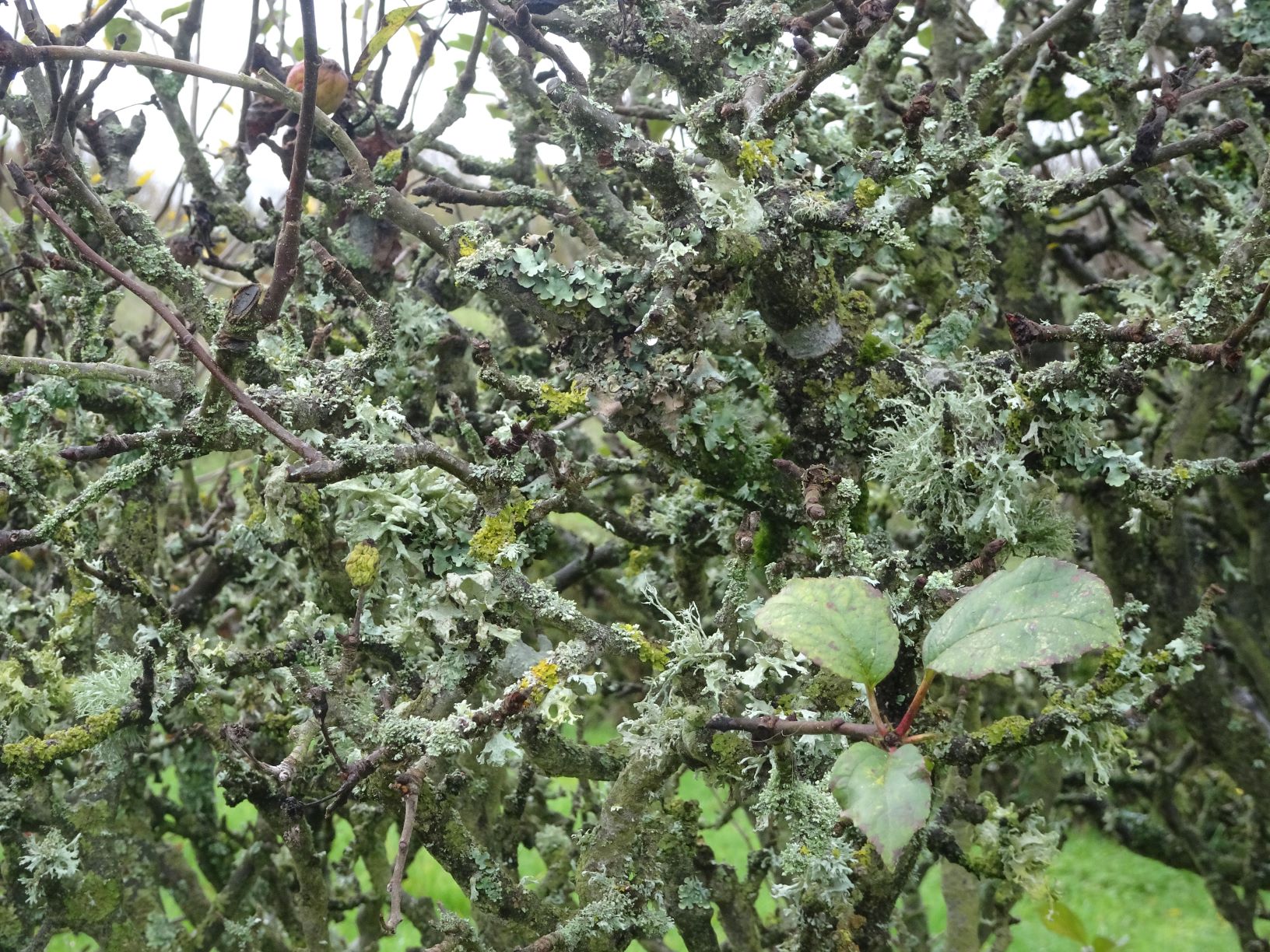 Annexe Lichen et pommier.JPG
