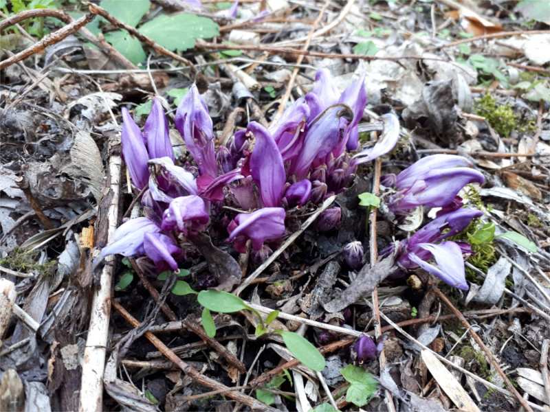 Annexe lathrea_clandestina.jpg