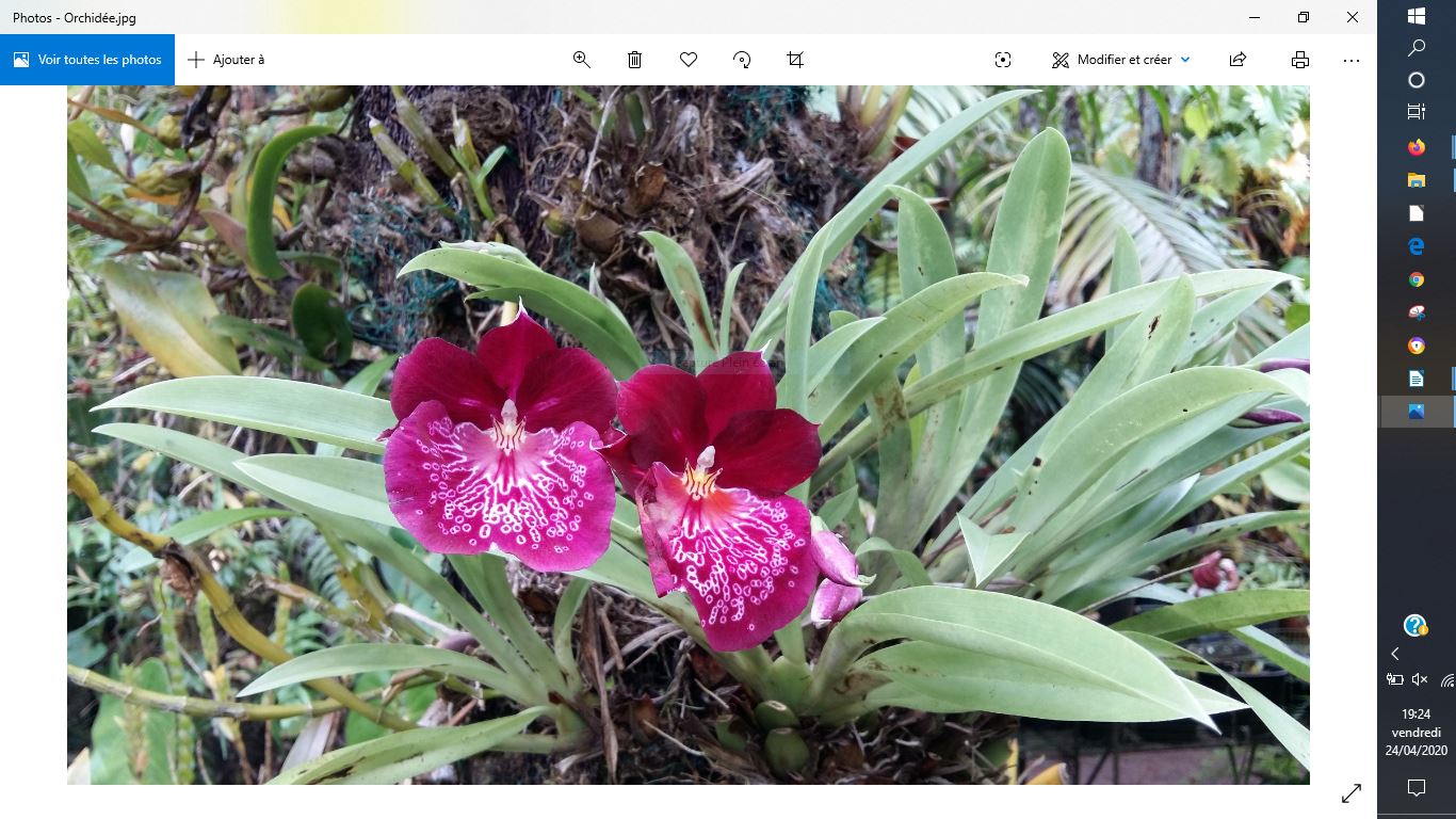 Annexe Orchidée Capture.JPG