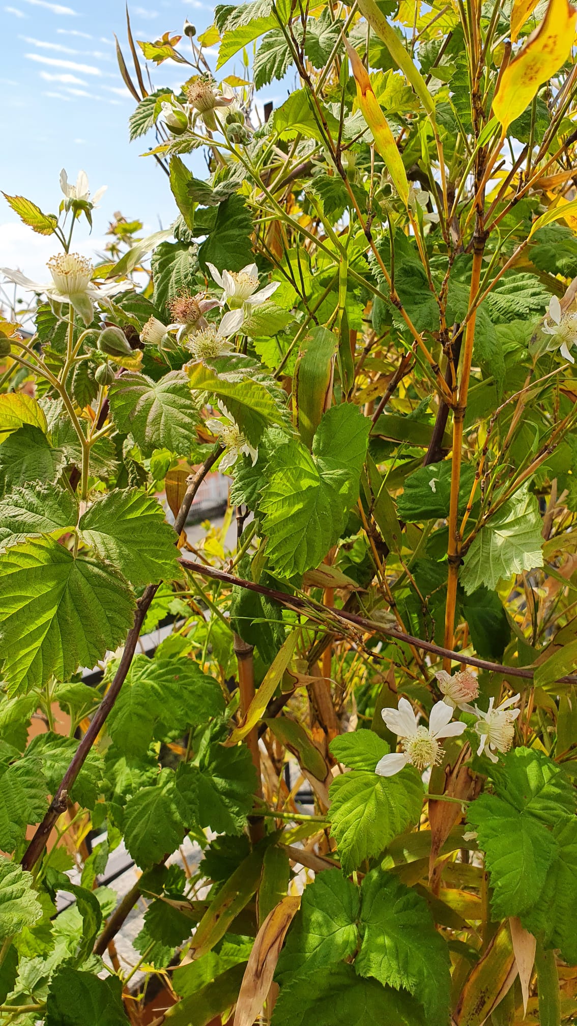 Annexe logan_bamboo.jpeg