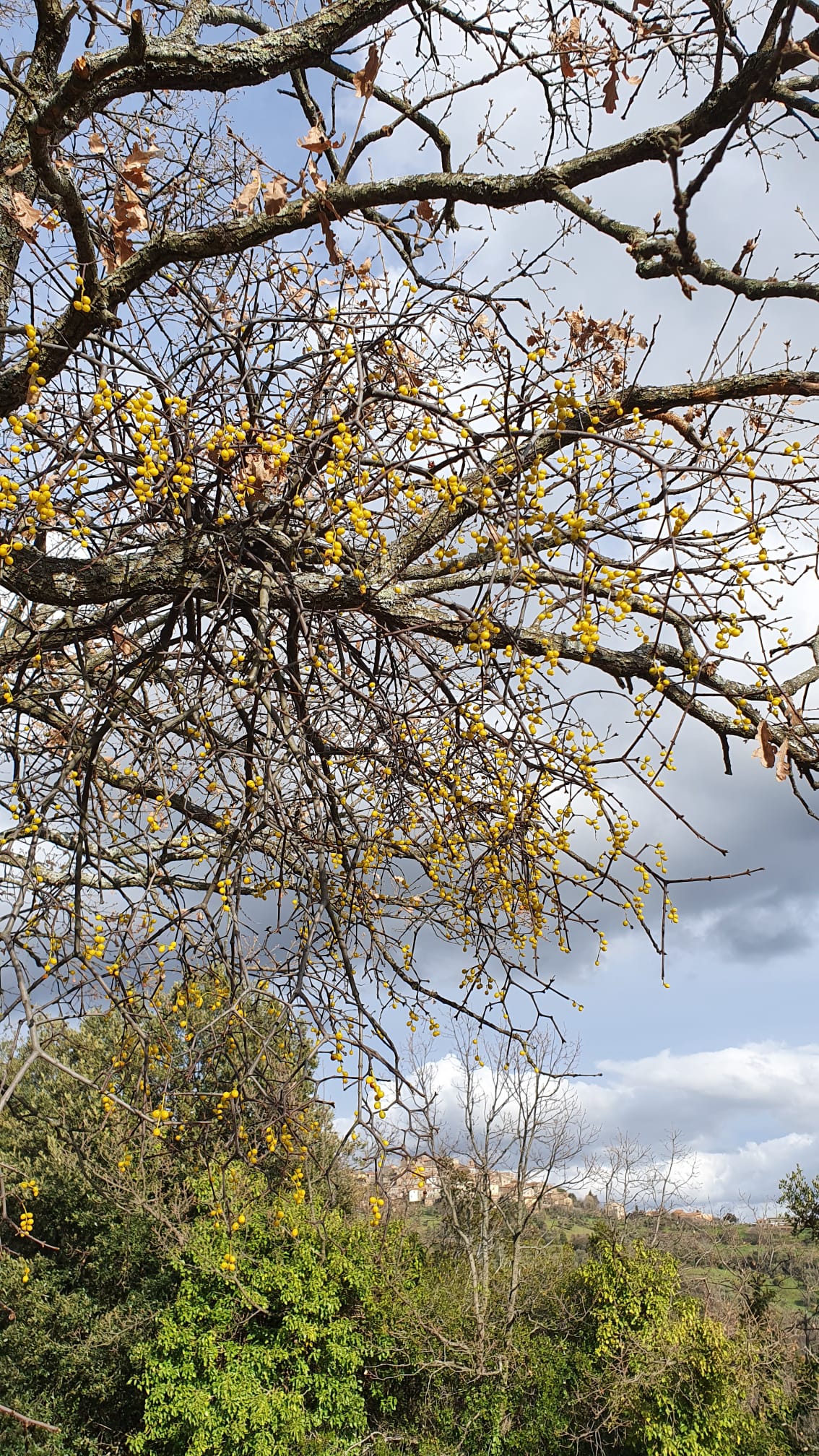 Annexe loranthus_europaeus.jpeg