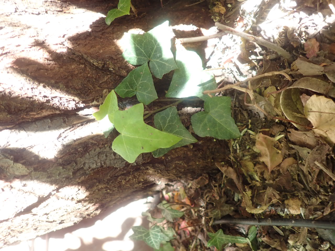 Annexe P4260237 - copie.JPG