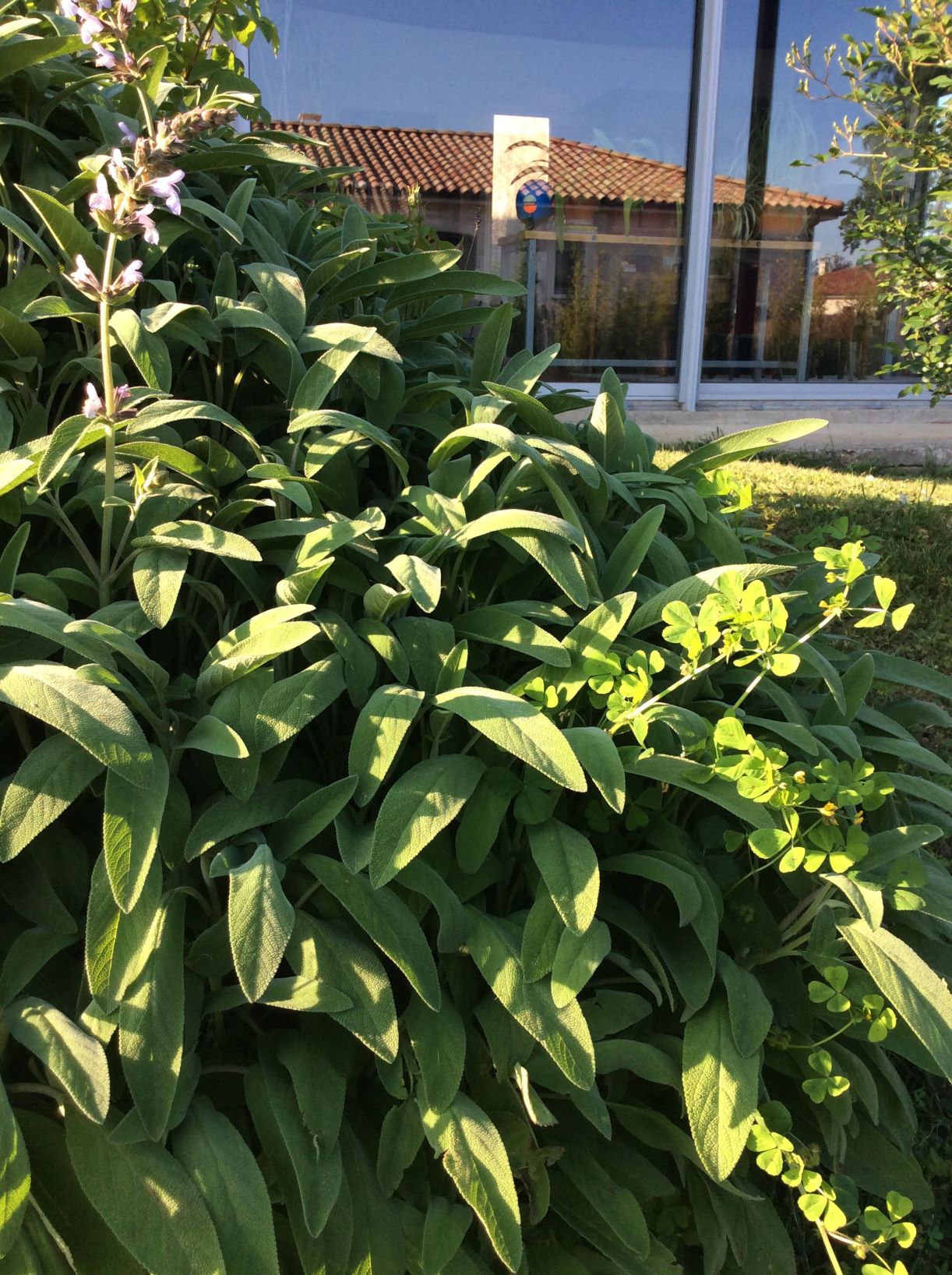 Annexe intéractions végétales.jpg