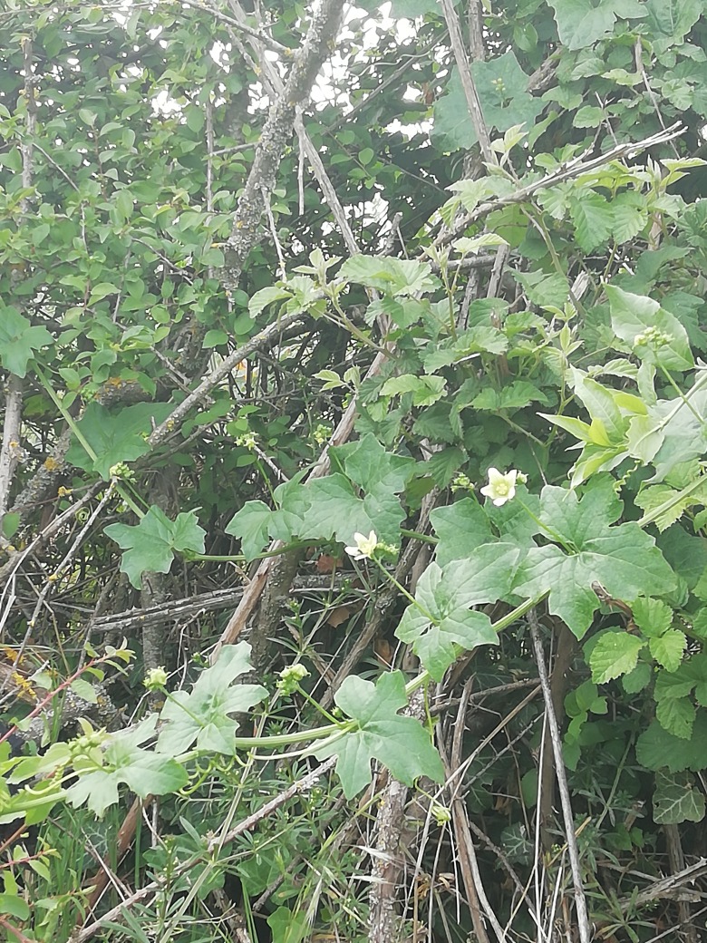 Annexe bryone dioïque