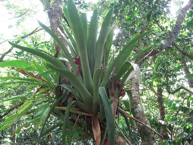Annexe ob_f45b99_epiphyte-ananas-sauvage.jpg