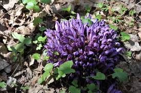 Annexe clandestine.jpg