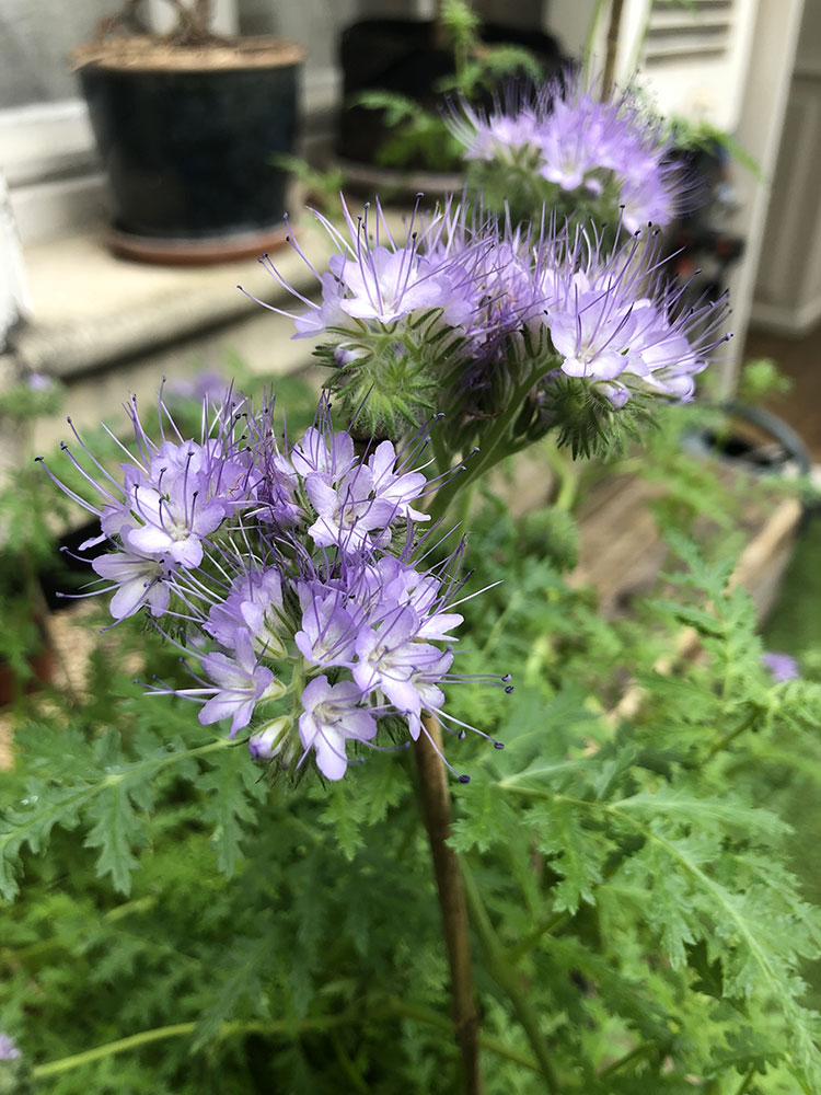 Annexe phacelie-1.jpg