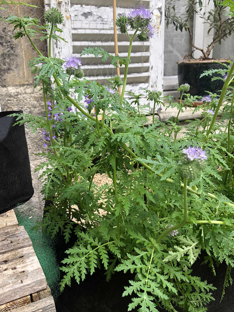 Annexe phacelie-2.jpg