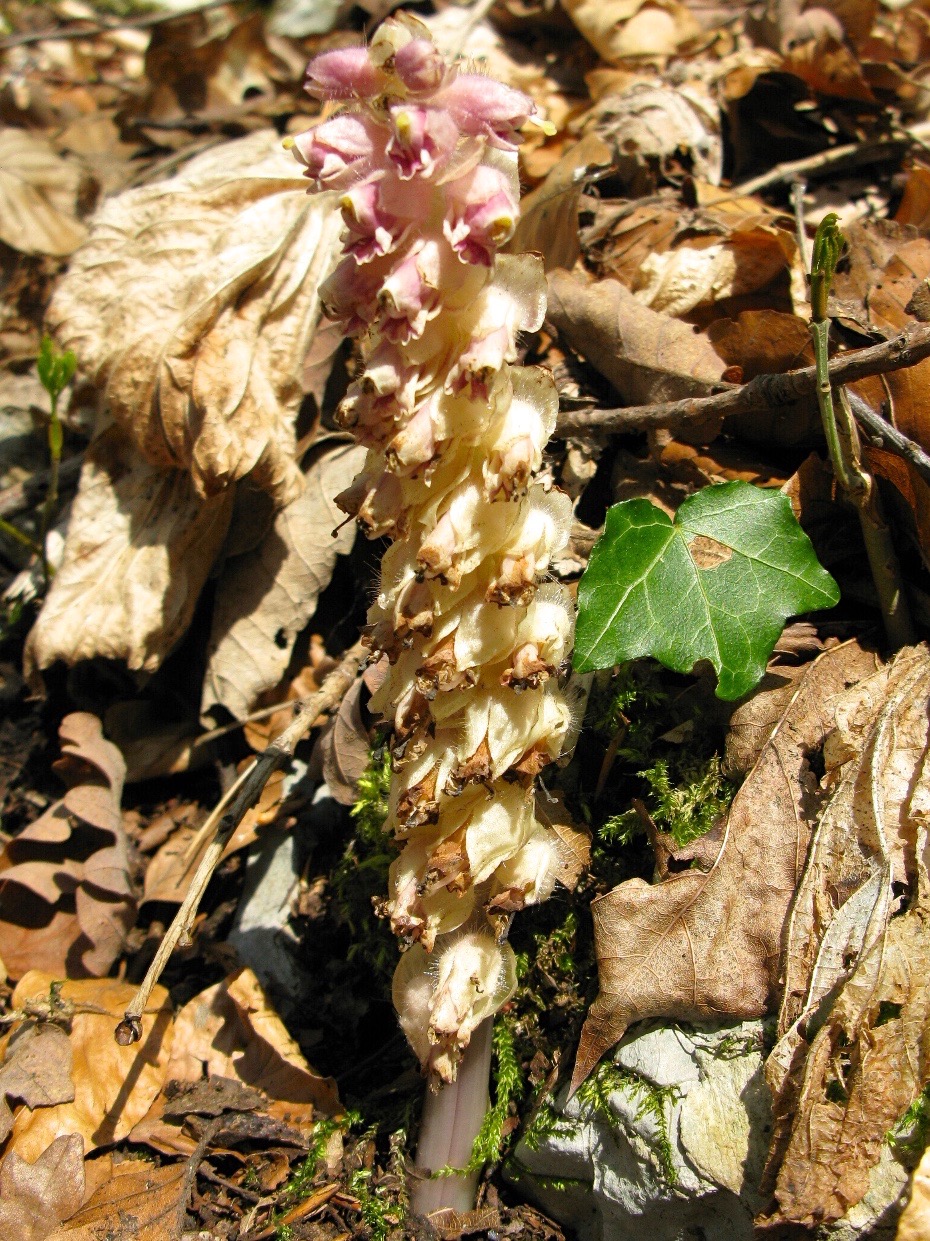 Annexe orobranche.jpg