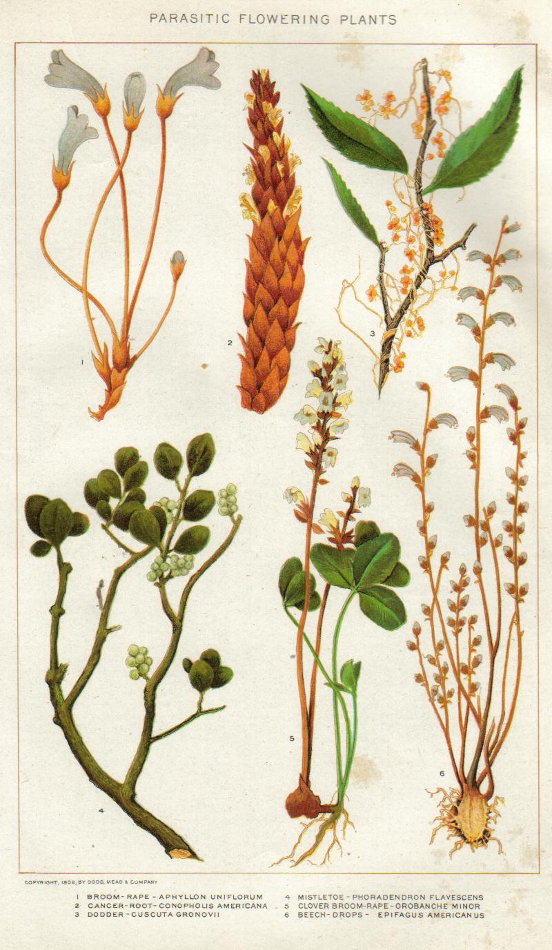 Annexe NIEdot349.jpg