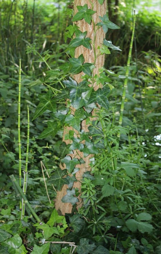 Annexe Acer opalus_Hedera helix.jpg
