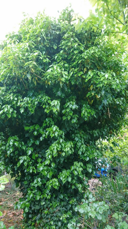 Annexe DSC_5548~3.JPG