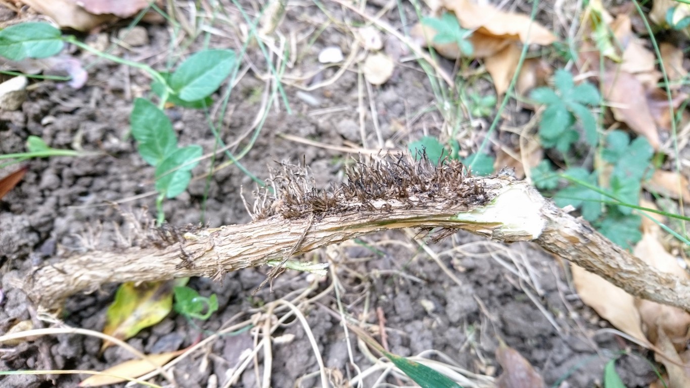 Annexe DSC_5550~3.JPG