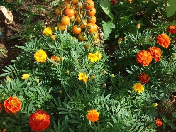 Annexe oeillets dinde et tomates.jpg