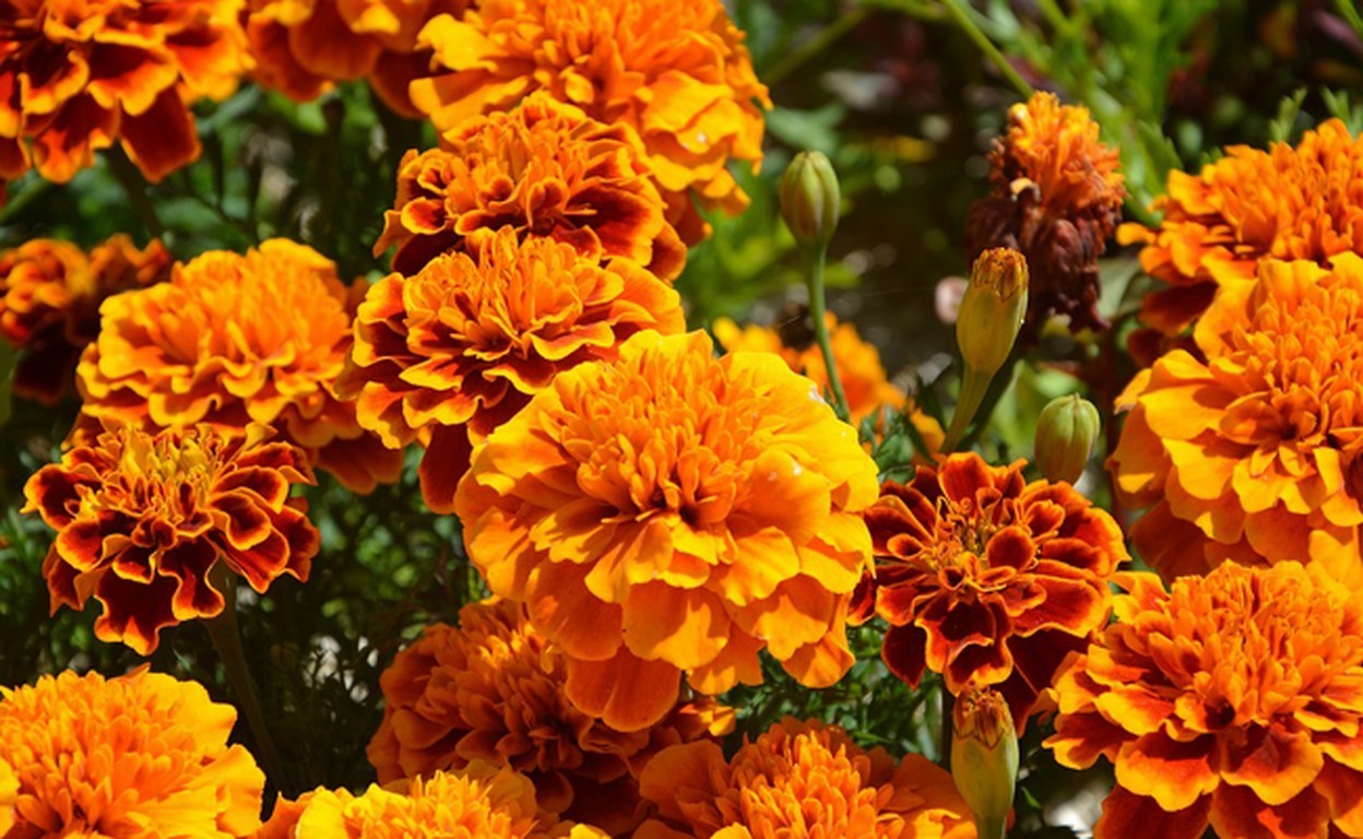 Annexe tagetes erecta ou oeillets dInde 1.jpg
