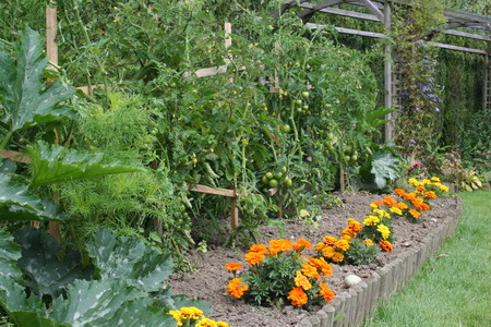 Annexe tomates et oeillets dinde.JPG