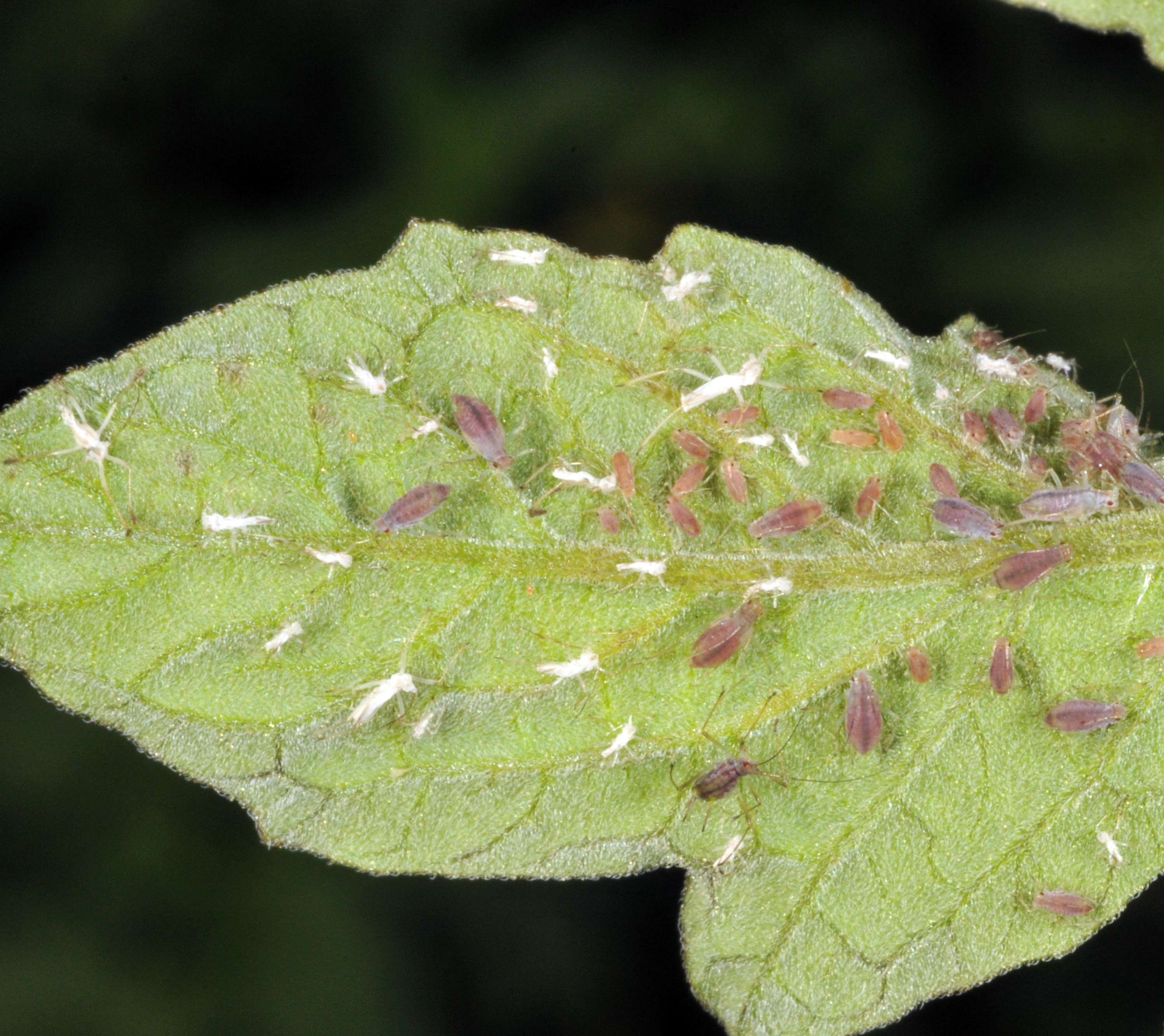 Annexe Pucerons 2.jpg