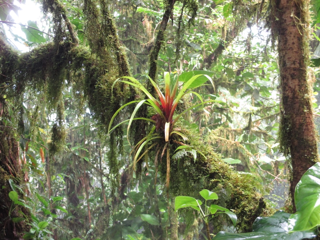 Annexe epiphyte_costarica.jpg
