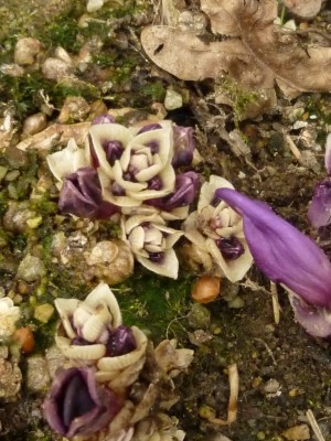 Annexe Lathraea clandestina en floraison.JPG