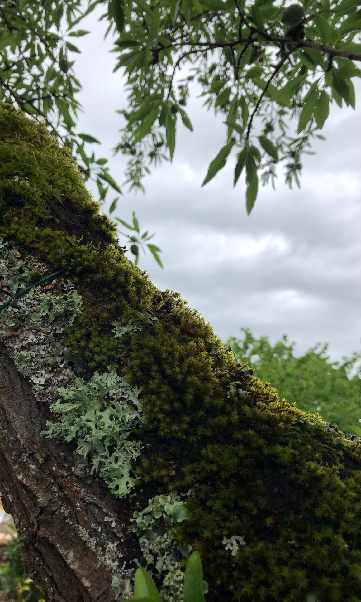 Annexe mousses et lichens.jpg