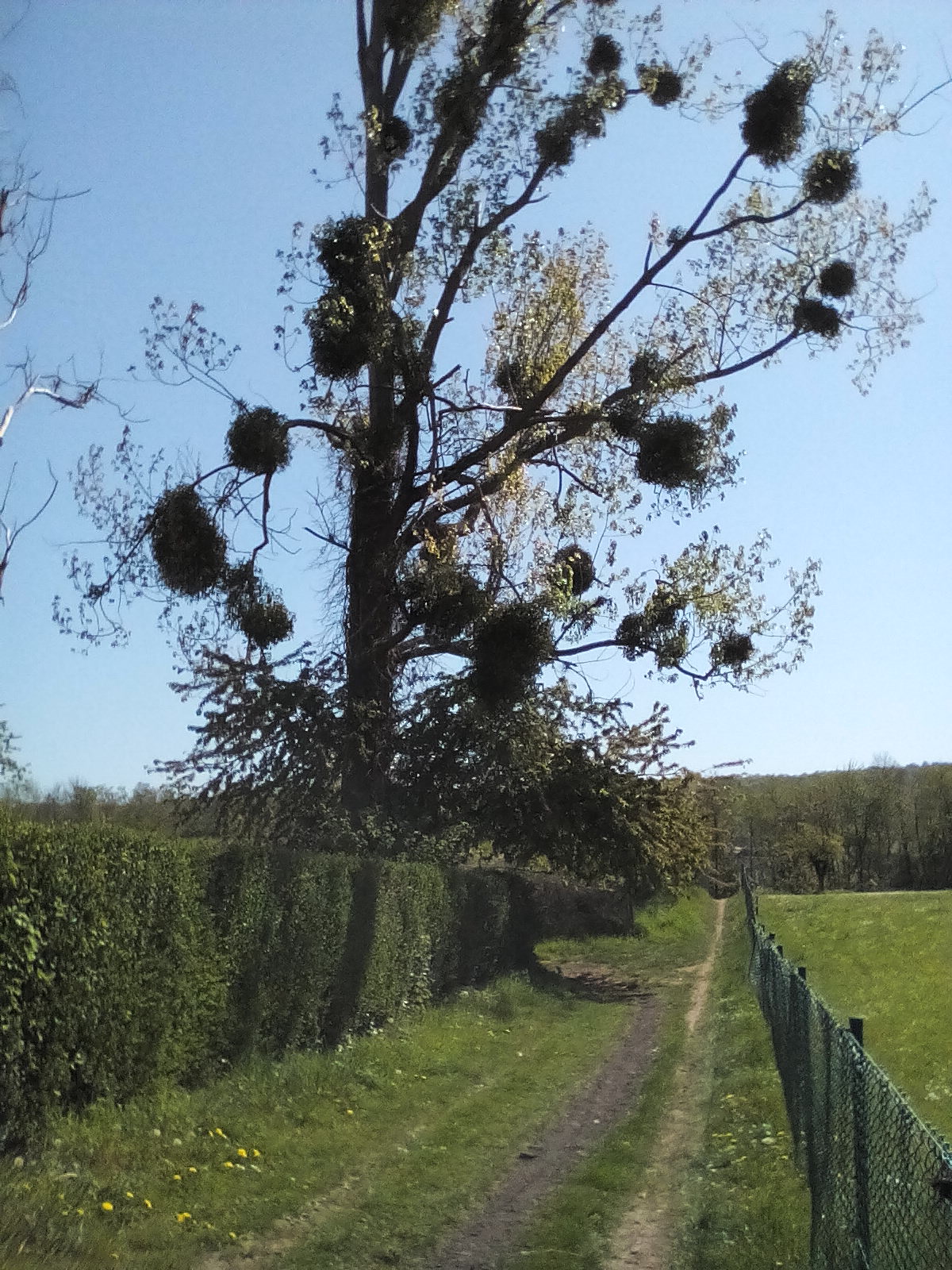 Annexe IMG_20200420_142845.jpg