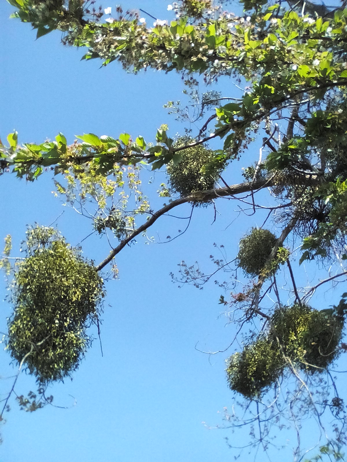 Annexe IMG_20200420_143427.jpg