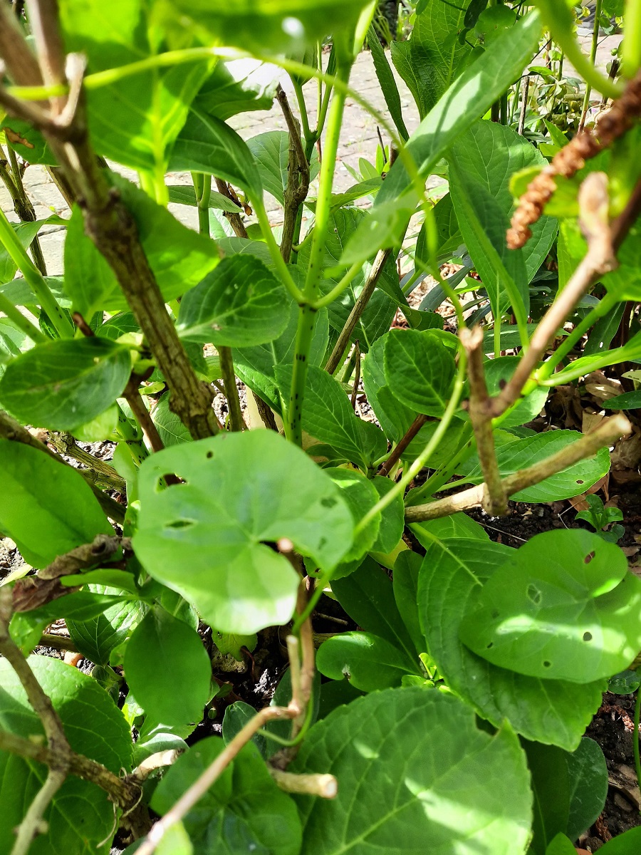 Annexe 20200428_111533.jpg