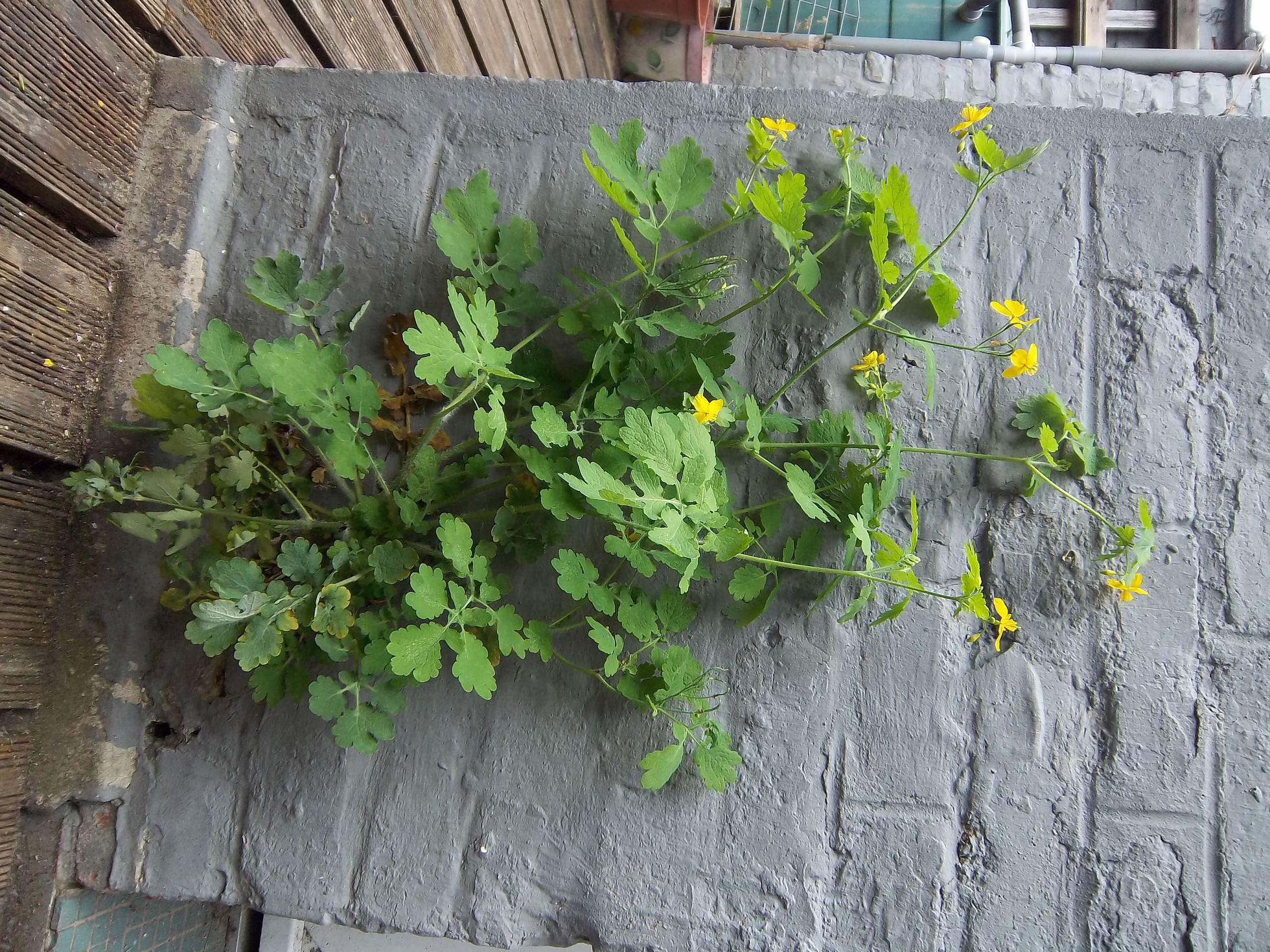 Annexe IMGP1119-ConvertImage.jpg