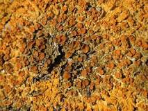 Annexe lichens.jpg