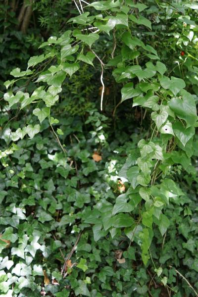 Annexe tammier commun.jpg